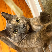 Carbon is registered to the contest to win money with this photo: cat, indoor, wooden_floor, curious, yellow_eyes, paws, close_up, pet, fur, whiskers, kitchen, counter, domestic_cat, playful, animal, tabby, cute, feline, claws, focus