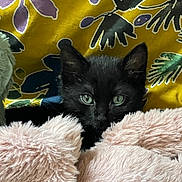 Daffy participe au concours pour gagner de l'argent avec cette photo : kitten, black_cat, green_eyes, fluffy_blanket, pink_blanket, curious, indoor, close_up, pet, animal, cute, soft_texture, cozy, resting, feline, patterned_background, yellow_background, purple_pattern, sleepy, small