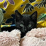 kitten, black_cat, green_eyes, fluffy_blanket, pink_blanket, curious, indoor, close_up, pet, animal, cute, soft_texture, cozy, resting, feline, patterned_background, yellow_background, purple_pattern, sleepy, small