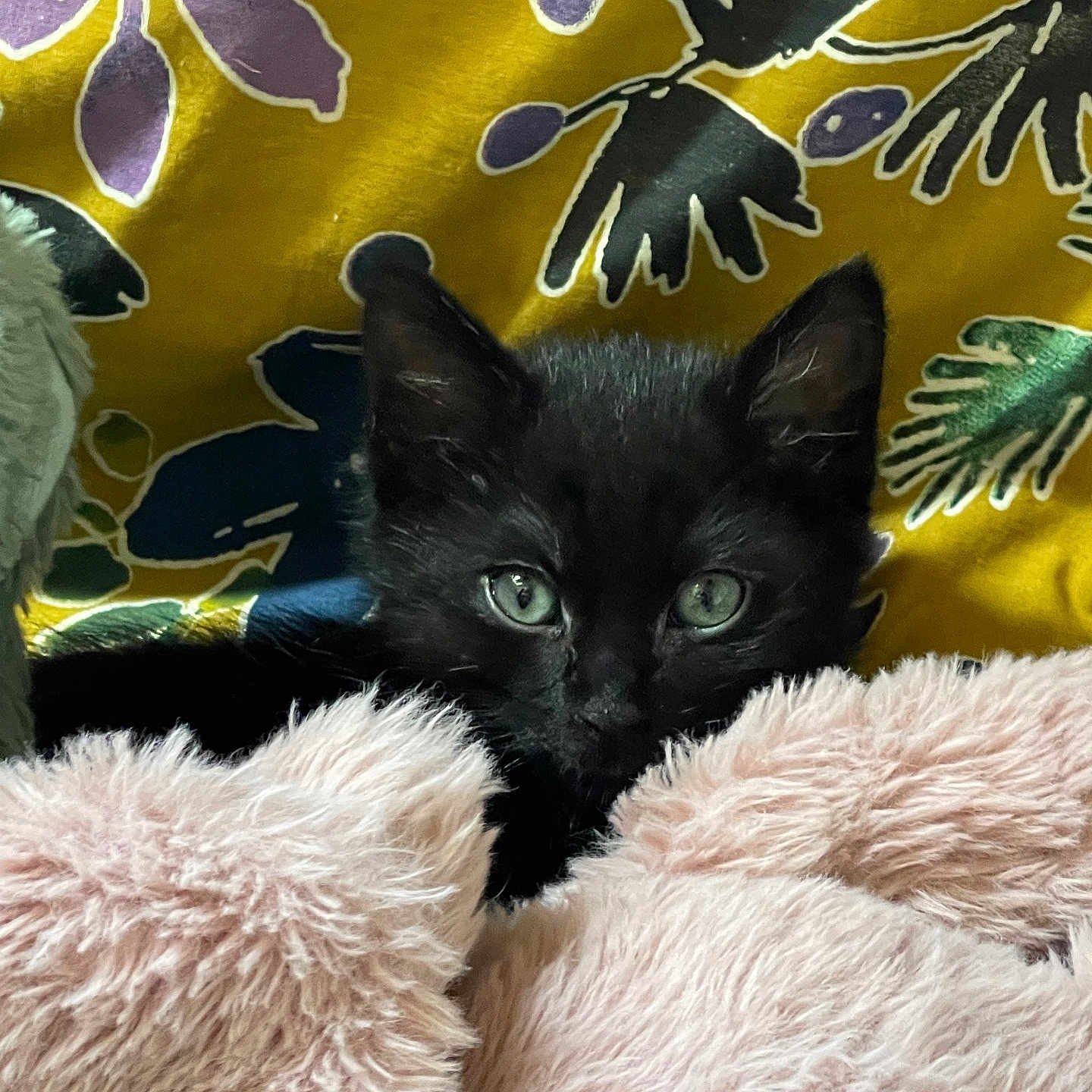Daffy participe au concours pour gagner de l'argent avec cette photo : kitten, black_cat, green_eyes, fluffy_blanket, pink_blanket, curious, indoor, close_up, pet, animal, cute, soft_texture, cozy, resting, feline, patterned_background, yellow_background, purple_pattern, sleepy, small