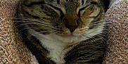 Maverick joined the competition — help win amazing prizes! cat, tabby, pet, feline, animal, sleeping, cozy, blanket, soft, comfort, fur, whiskers, paw, relaxed, indoors, closeup, cute, resting, warm, domestic