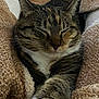 cat, tabby, pet, feline, animal, sleeping, cozy, blanket, soft, comfort, fur, whiskers, paw, relaxed, indoors, closeup, cute, resting, warm, domestic