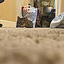 cat, tabby_cat, carpet, laundry_basket, indoor, room, computer_desk, chair, clothing, curious, pet, animal, floor, home, furniture, window, blanket, cord, technology, household