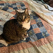 Maverick joined the competition — help win amazing prizes! cat, tabby_cat, quilt, patchwork, bed, indoor, pet, animal, whiskers, curious, wide_eyes, feline, fur, white_paws, striped, domestic_cat, cute, sitting, looking_up, cozy