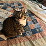 cat, tabby_cat, quilt, patchwork, bed, indoor, pet, animal, whiskers, curious, wide_eyes, feline, fur, white_paws, striped, domestic_cat, cute, sitting, looking_up, cozy