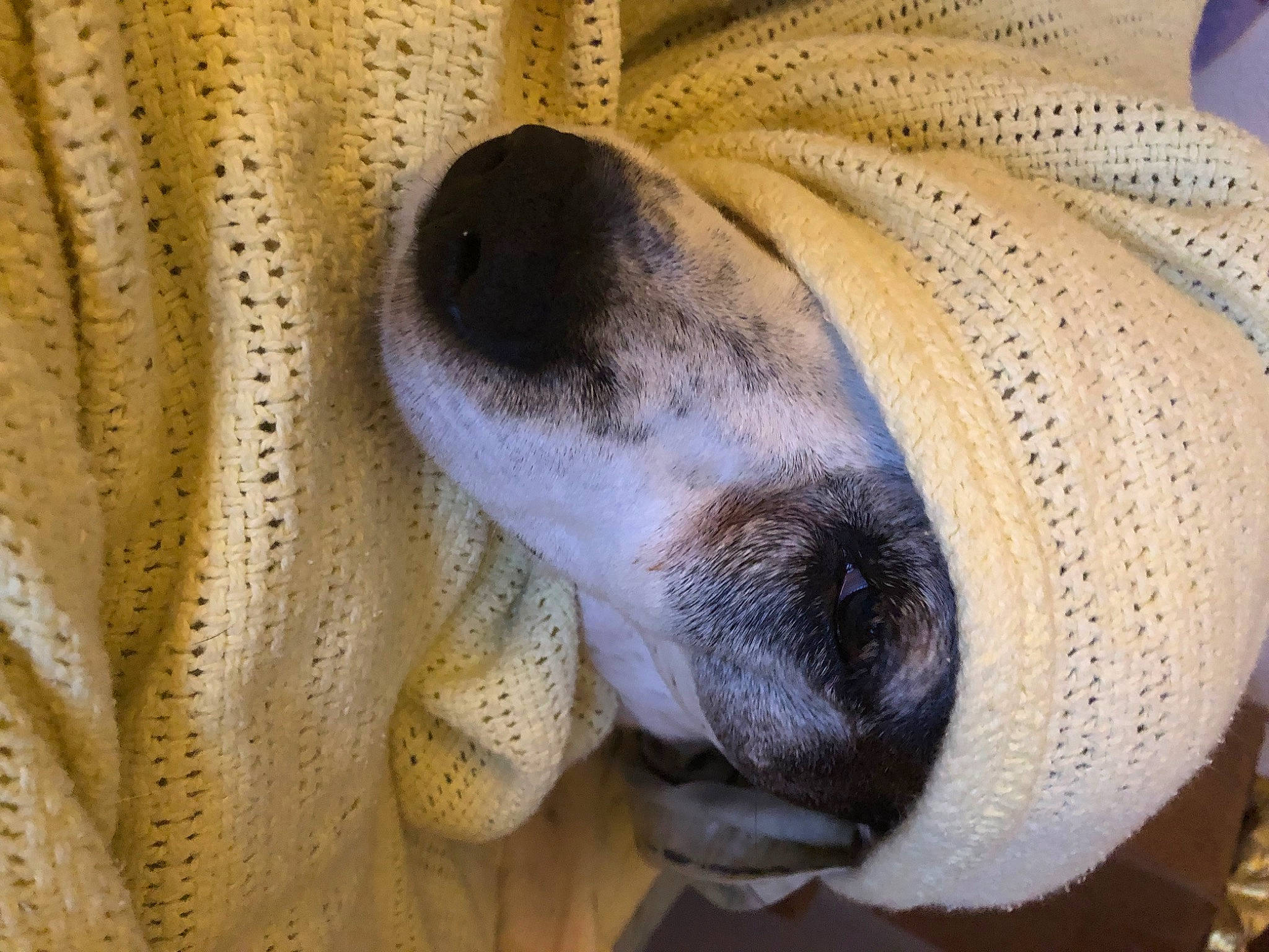 Sky joined the competition — help win amazing prizes! canidae, carnivore, comfort, companion_dog, dog, dog_breed, ear, fawn, fur, nap, non_sporting_group, sleep, snout, sporting_group, terrestrial_animal, whiskers, wood, working_animal, wrinkle