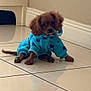 Buster is registered to the contest to win money with this photo: dog, puppy, pet, blue_outfit, indoor, tile_floor, curious, brown_fur, small_dog, cozy, animal, cute, floor, wall, cabinet, home, sitting, portrait, cozy_clothing, looking