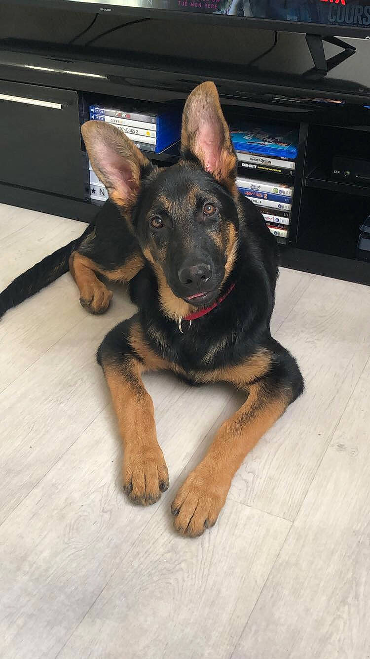 Ouky a rejoint le concours — aidez-le/la à gagner de superbes lots ! black_and_tan_terrier, canidae, carnivore, dog, dog_breed, ear, east_european_shepherd, fawn, german_shepherd_dog, king_shepherd, mammal, police_dog, puppy, rare_breed_dog, snout, vertebrate, working_dog