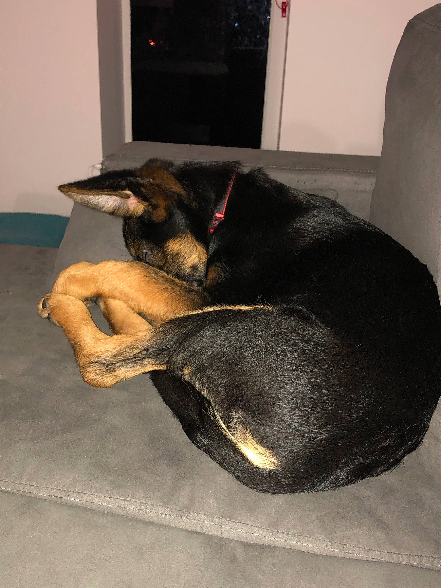 Ouky a rejoint le concours — aidez-le/la à gagner de superbes lots ! canidae, carnivore, dog, dog_breed, ear, guard_dog, snout, tail