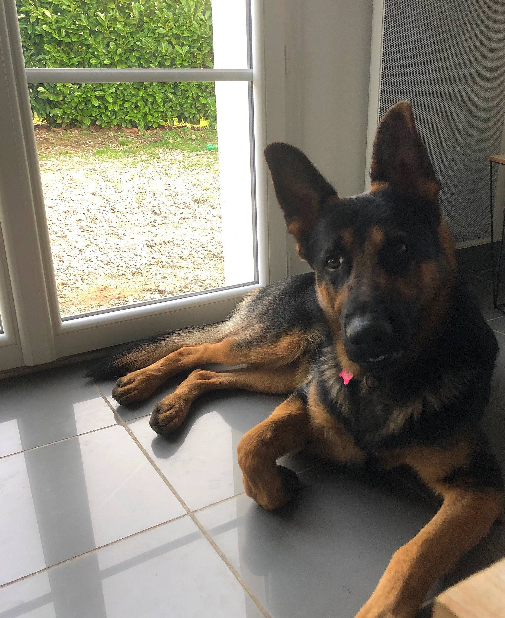 Ouky a rejoint le concours — aidez-le/la à gagner de superbes lots ! belgian_shepherd_malinois, canidae, carnivore, dog, dog_breed, east_european_shepherd, german_shepherd_dog, king_shepherd, kunming_wolfdog, mammal, old_german_shepherd_dog, snout, vertebrate, window