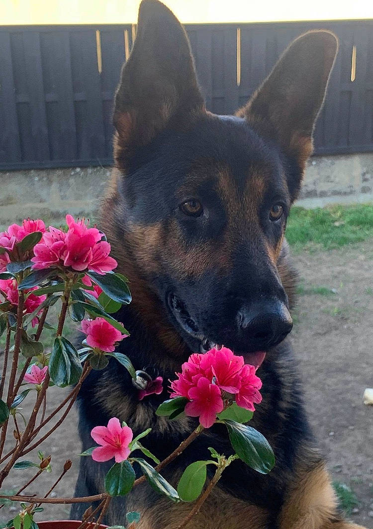 Ouky a rejoint le concours — aidez-le/la à gagner de superbes lots ! canidae, carnivore, dog, dog_breed, east_european_shepherd, fawn, flower, german_shepherd_dog, king_shepherd, kunming_wolfdog, mammal, old_german_shepherd_dog, plant, rare_breed_dog, shiloh_shepherd_dog, vertebrate, working_dog