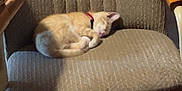 Garfield joined the competition — help win amazing prizes! kitten, cat, sleeping, chair, office_chair, cushion, furniture, indoor, pet, collar, orange_cat, white_cat, cozy, resting, home, wood, floor, toy, quiet, relax