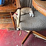 Garfield is registered to the contest to win money with this photo: kitten, cat, sleeping, chair, office_chair, wooden_chair, collar, red_collar, wooden_furniture, floor, red_floor, indoor, resting, pet, feline, cushion, armrest, domestic_animal, cozy, rustic