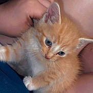 Garfield is registered to the contest to win money with this photo: kitten, cat, orange_cat, white_fur, pet, cute, furry, animal, hand, person, legs, indoor, closeup, affection, domestic, young, feline, soft, cozy, resting