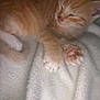 Garfield is registered to the contest to win money with this photo: kitten, cat, orange_cat, sleeping, paw, paw_pads, blanket, soft_texture, cozy, nap, fur, pet, cute, animal, domestic_cat, whiskers, relaxing, indoor, young_cat, feline