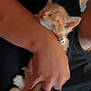 Lucky is registered to the contest to win money with this photo: kitten, cat, sleeping, orange_cat, white_paws, person, hand, rings, black_shirt, cuddle, pet, fur, closeup, indoor, rest, cute, small_animal, peaceful, cozy, animal