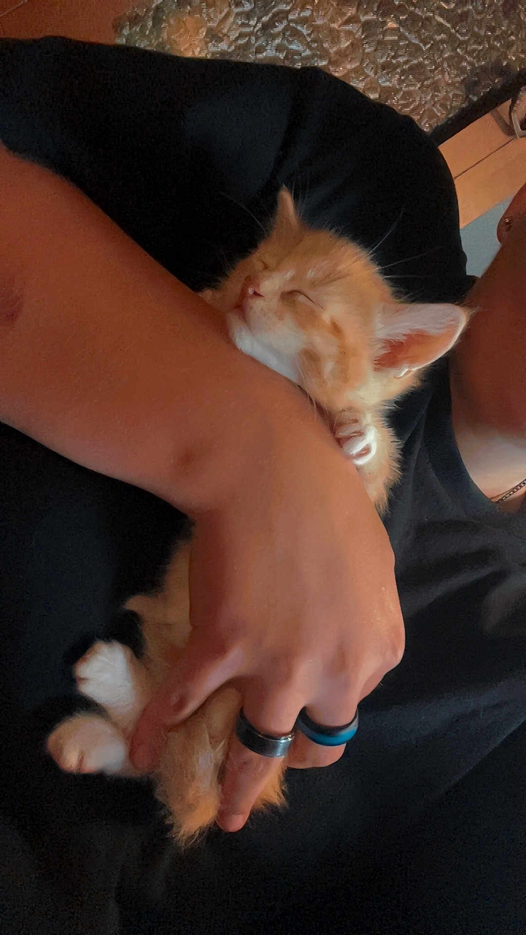 Lucky is registered to the contest to win money with this photo: kitten, cat, sleeping, orange_cat, white_paws, person, hand, rings, black_shirt, cuddle, pet, fur, closeup, indoor, rest, cute, small_animal, peaceful, cozy, animal