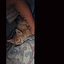 Lucky is registered to the contest to win money with this photo: kitten, cat, sleeping, blanket, arm, tattoo, indoor, closeup, pet, resting, feline, cozy, pattern, soft, comfort, animal, domestic, cute, nap, warm