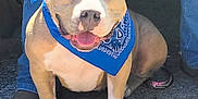 Nova is registered to the contest to win money with this photo: dog, bandana, blue_bandana, happy, sitting, concrete, person, jeans, boots, hands, outdoor, sunlight, pet, animal, companion, friendly, canine, paw, ears, tongue