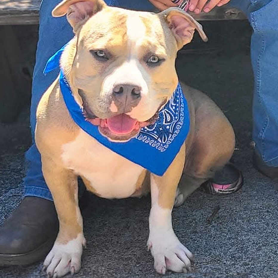 Nova