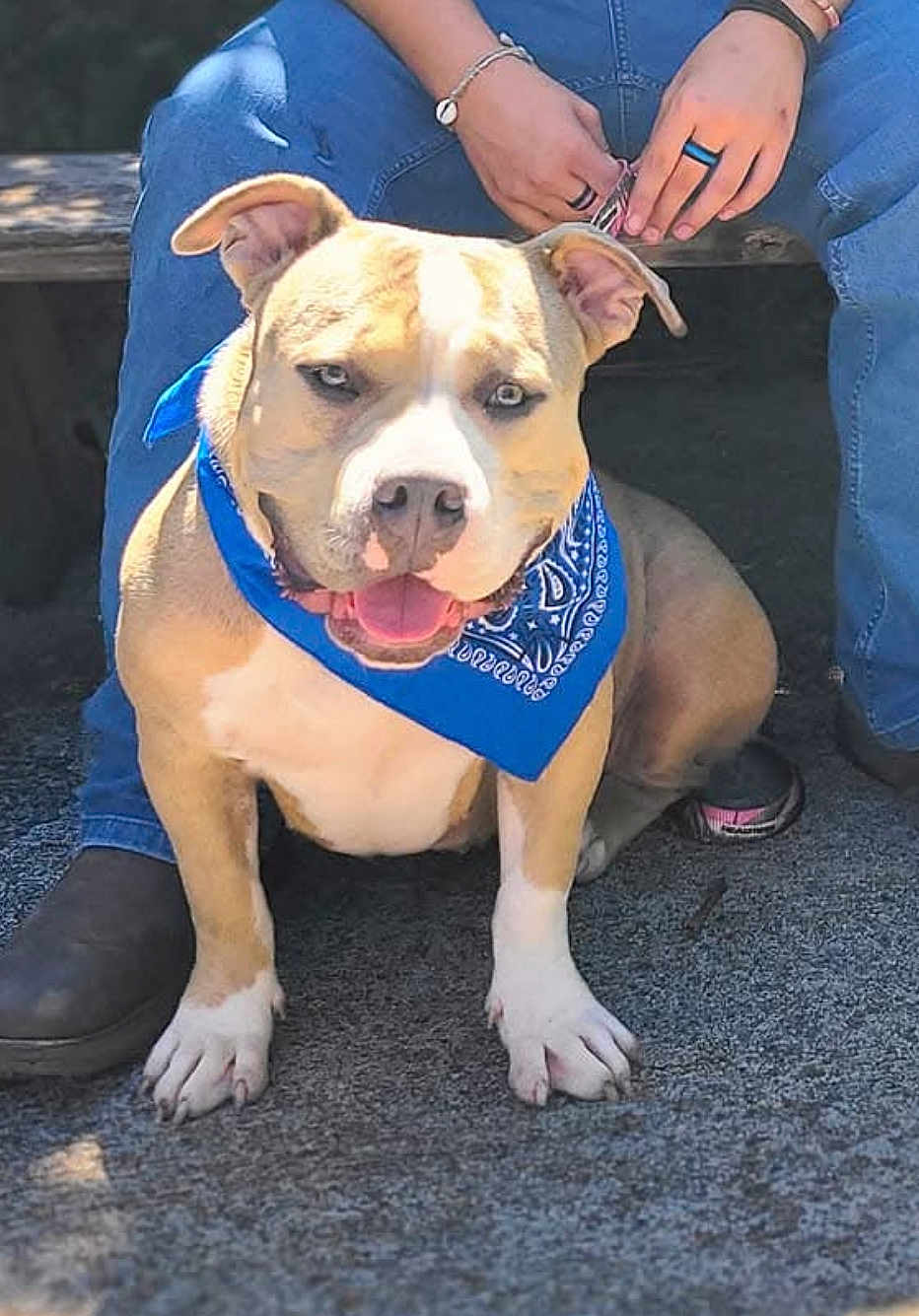 Nova is registered to the contest to win money with this photo: dog, bandana, blue_bandana, happy, sitting, concrete, person, jeans, boots, hands, outdoor, sunlight, pet, animal, companion, friendly, canine, paw, ears, tongue