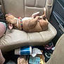 Nova is registered to the contest to win money with this photo: dog, sleeping, car_interior, seat, leather_seat, collar, messy, bags, container, paper_bag, plastic_cup, casual, relaxed, pet, inside, resting, brown_dog, canine, seatbelt, vehicle