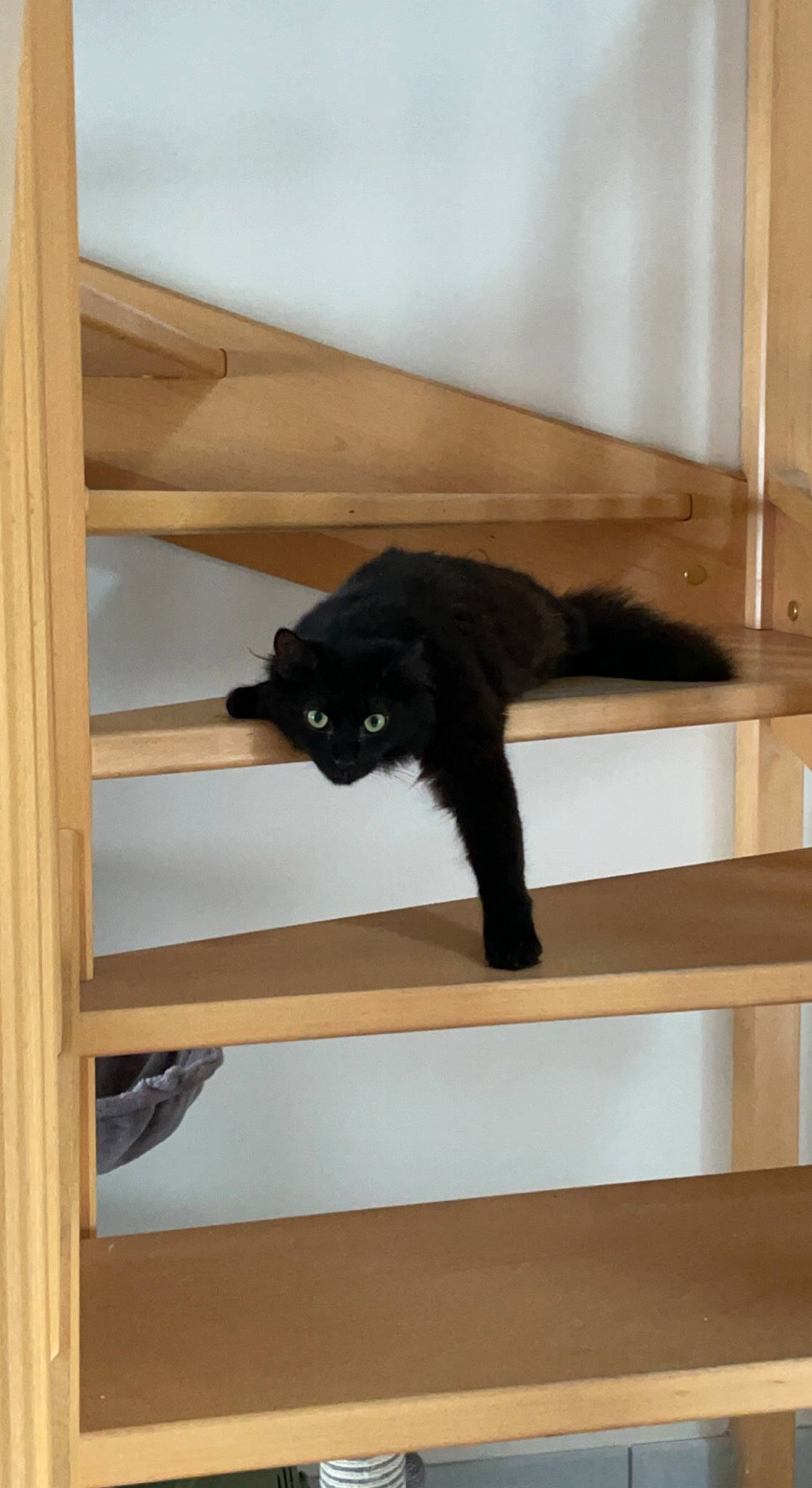 Groot a rejoint le concours — aidez-le/la à gagner de superbes lots ! black_cat, bombay, bookcase, carnivore, cat, domestic_short_haired_cat, felidae, fur, hardwood, pet_supply, plywood, room, shelf, shelving, small_to_medium_sized_cats, stairs, tail, terrestrial_animal, wood, wood_stain