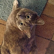 Lemon is registered to the contest to win money with this photo: animal, brown_fur, carpet, cat, close_up, curious, feline, green_eyes, indoor, lying_down, patterned_floor, pet, playful, pointed_ears, portrait, raised_paw, short_hair, upside_down, whiskers, wide_eyes