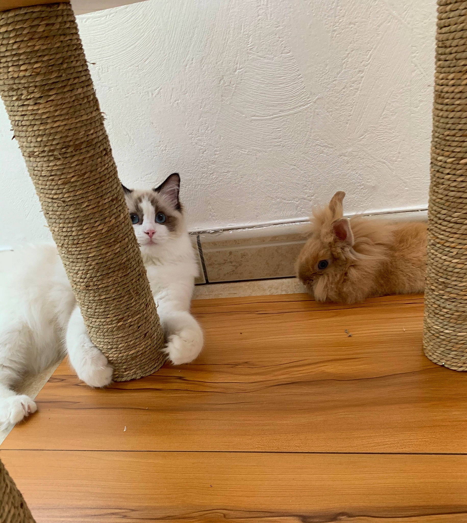 Pandore participe au concours pour gagner de l'argent avec cette photo : carnivore, cat, domestic_short_haired_cat, fawn, felidae, floor, flooring, hardwood, kitten, mammal, paw, ragdoll, small_to_medium_sized_cats, whiskers, wood, wood_flooring