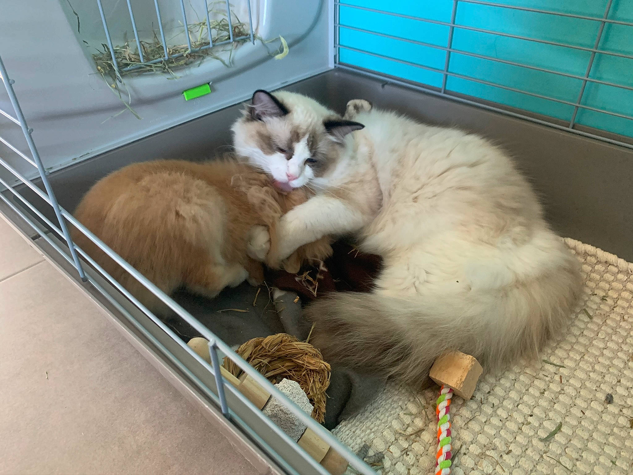 Pandore participe au concours pour gagner de l'argent avec cette photo : animal_shelter, balinese, birman, box, carnivore, cat, domestic_long_haired_cat, domestic_short_haired_cat, european_shorthair, fawn, felidae, kitten, mammal, ragamuffin, ragdoll, small_to_medium_sized_cats, snowshoe, thai, tonkinese, whiskers