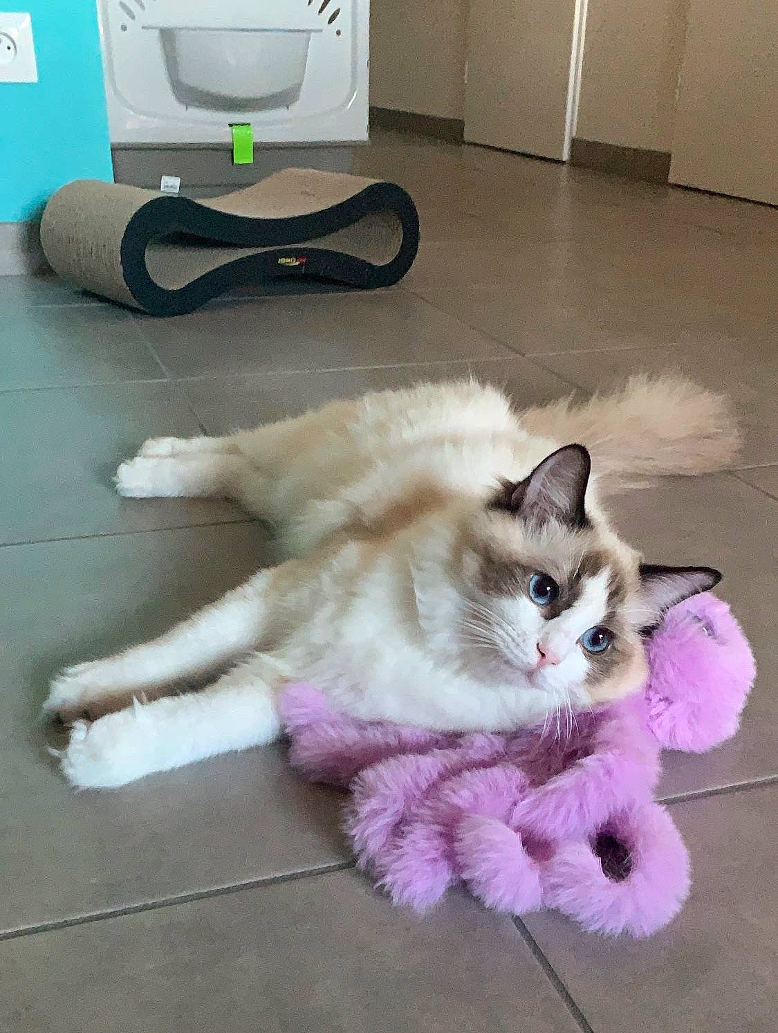Pandore participe au concours pour gagner de l'argent avec cette photo : american_curl, balinese, carnivore, cat, claw, domestic_short_haired_cat, fawn, felidae, floor, flooring, fur, kitten, mammal, paw, polydactyl_cat, ragdoll, small_to_medium_sized_cats, snapshot, tail, whiskers
