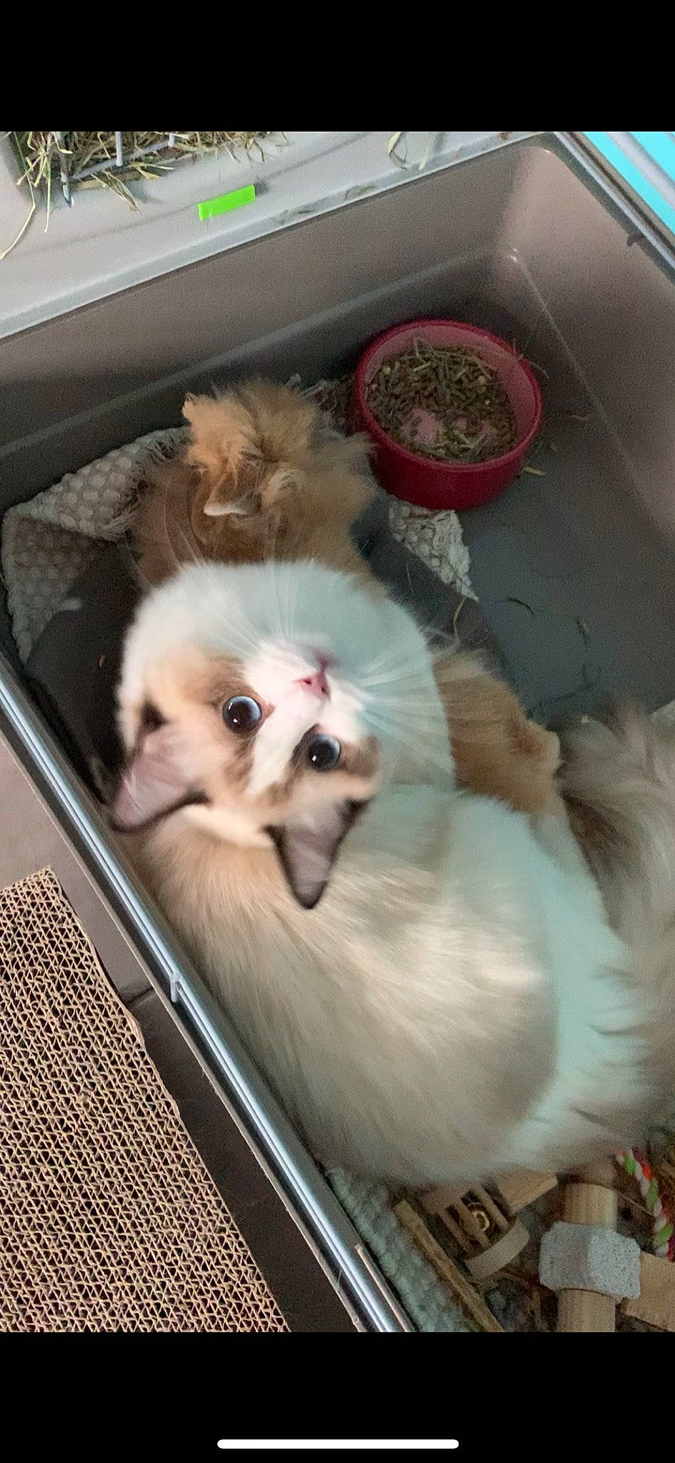 Pandore participe au concours pour gagner de l'argent avec cette photo : canidae, carnivore, companion_dog, dog, dog_breed, fawn, japanese_chin, lhasa_apso, pekingese, pomeranian, puppy, shih_tzu, sporting_group, toy_dog