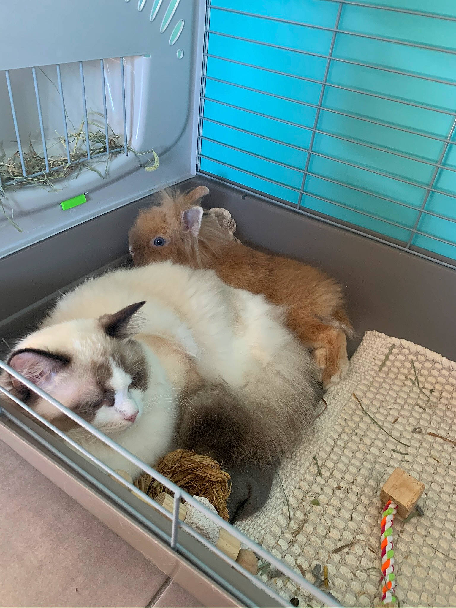 Pandore participe au concours pour gagner de l'argent avec cette photo : animal_shelter, birman, cage, carnivore, cat, domestic_rabbit, fawn, felidae, kitten, mammal, rabbit, rabbits_and_hares, ragdoll, small_to_medium_sized_cats, whiskers