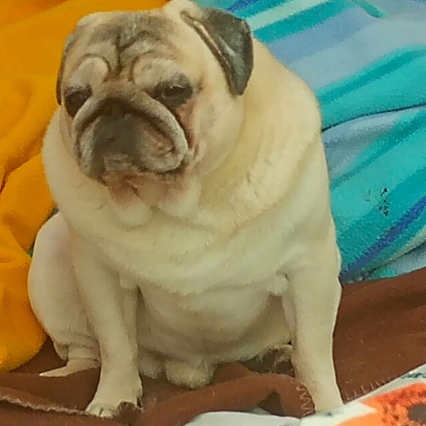 Bounty participe au concours pour gagner de l'argent avec cette photo : animal, blanket, blue_blanket, companion, cozy, cute, dog, domestic_animal, expression, face, fur, indoor, orange_blanket, pet, portrait, pug, resting, sitting, small_dog, wrinkles