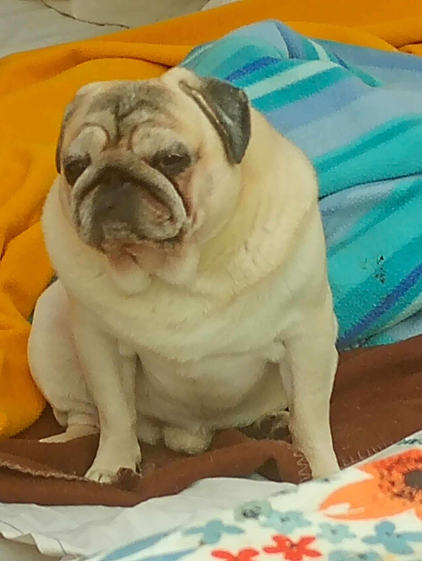 Bounty participe au concours pour gagner de l'argent avec cette photo : pug, dog, pet, animal, sitting, blanket, orange_blanket, blue_blanket, indoor, cozy, fur, cute, face, wrinkles, small_dog, companion, domestic_animal, resting, expression, portrait
