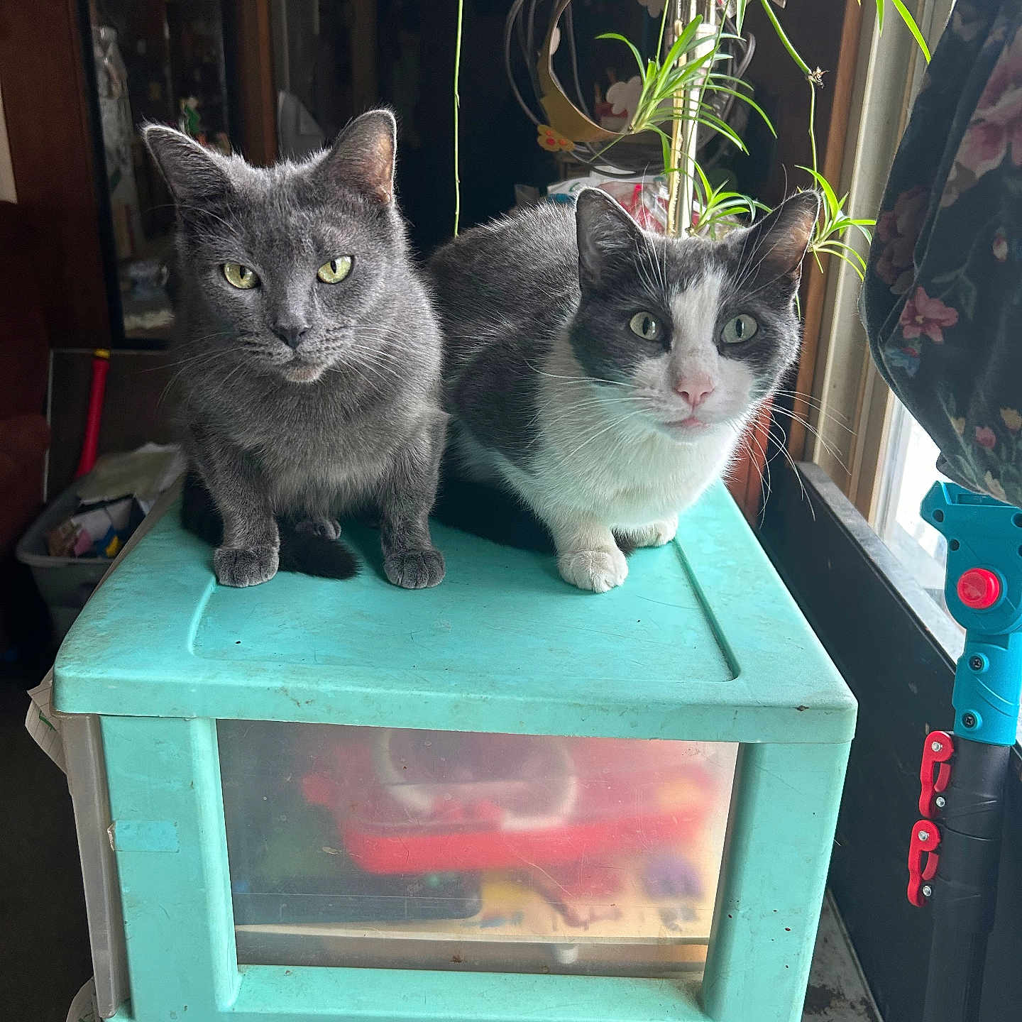 Zorro is registered to the contest to win money with this photo: animal, cat, curious, domestic, feline, fur, gray_cat, green_eyes, household, indoor, looking_at_camera, natural_light, pet, plant, plastic_furniture, sitting, storage_drawer, two_animals, white_cat, window