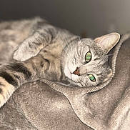 Stella a rejoint le concours — aidez-le/la à gagner de superbes lots ! cat, tabby_cat, gray_cat, pet, animal, feline, lying_down, relaxed, cozy, blanket, soft_texture, indoor, close_up, whiskers, ears, paws, sleepy, cute, domestic_cat, resting