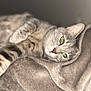cat, tabby_cat, gray_cat, pet, animal, feline, lying_down, relaxed, cozy, blanket, soft_texture, indoor, close_up, whiskers, ears, paws, sleepy, cute, domestic_cat, resting