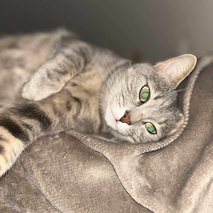 Stella a rejoint le concours — aidez-le/la à gagner de superbes lots ! animal, blanket, cat, close_up, cozy, cute, domestic_cat, ears, feline, gray_cat, indoor, lying_down, paws, pet, relaxed, resting, sleepy, soft_texture, tabby_cat, whiskers