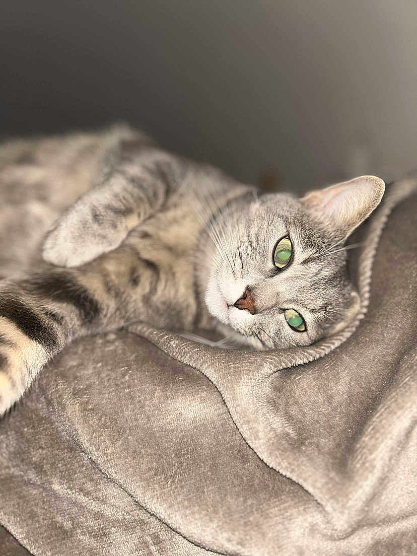 Stella