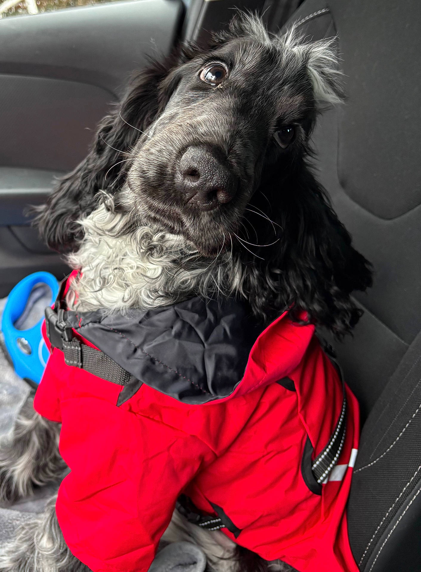 accessories, animal, canine, clothing, coat, cockerspaniel, dog, face, head, helmet, hound, jacket, lifejacket, person, pet, pointer, poodle, puppy, terrier, vest