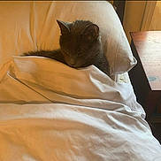 Smokey joined the competition — help win amazing prizes! bed, blanket, cat, comfort, cozy, cute, domestic_animal, feline, fur, grey_cat, indoor, nap, peaceful, pet, pillow, quiet, resting, sleeping, soft_light, wooden_furniture