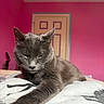 Smokey is registered to the contest to win money with this photo: animal, bed, blanket, cat, closeup, cozy, door, feline, fur, gray_cat, indoor, paw, pet, pink_wall, relaxed, resting, room, sleepy, stretching, whiskers