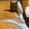 Smokey is registered to the contest to win money with this photo: animal, bed, blanket, cat, cozy, cute, domestic_cat, feline, fur, gray_cat, home, indoor, mouth_open, pet, pillow, relaxing, resting, sleepy, teeth, yawning