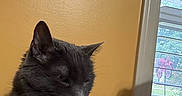 Smokey is registered to the contest to win money with this photo: animal, blinds, calm, cat, closeup, cozy, feline, fur, gray_cat, home, indoor, mammal, paw, pet, quiet, relaxed, resting, texture, window, yellow_wall