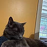 animal, blinds, calm, cat, closeup, cozy, feline, fur, gray_cat, home, indoor, mammal, paw, pet, quiet, relaxed, resting, texture, window, yellow_wall