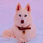 Tucker joined the competition — help win amazing prizes! dog, white_dog, blue_eyes, snow, collar, tag, animal, pet, outdoor, winter, canine, fur, laying_down, quiet, calm, nature, muzzle, ears, portrait, closeup