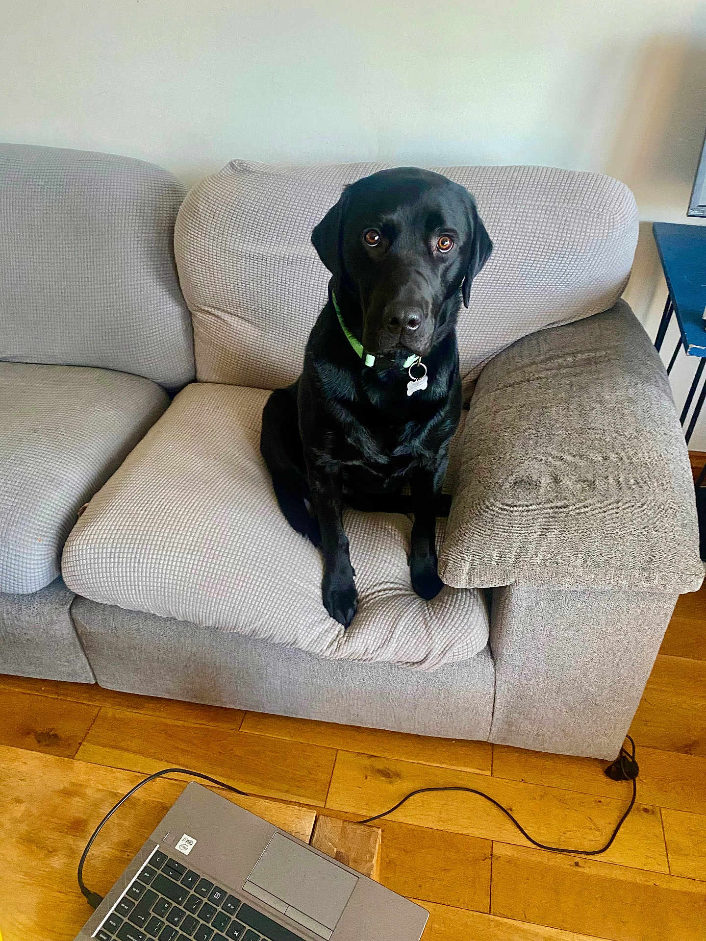 Pablo joined the competition — help win amazing prizes! dog, black_dog, labrador, pet, couch, sofa, indoor, wooden_floor, laptop, cord, collar, tag, furniture, brown_floor, home, waiting, animal, companion, looking, sitting