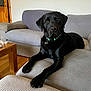 dog, black_labrador, labrador_retriever, pet, animal, canine, indoor, sofa, couch, furniture, living_room, wooden_table, collar, floor, domestic_animal, resting, looking, paw, relaxed, brown_eyes