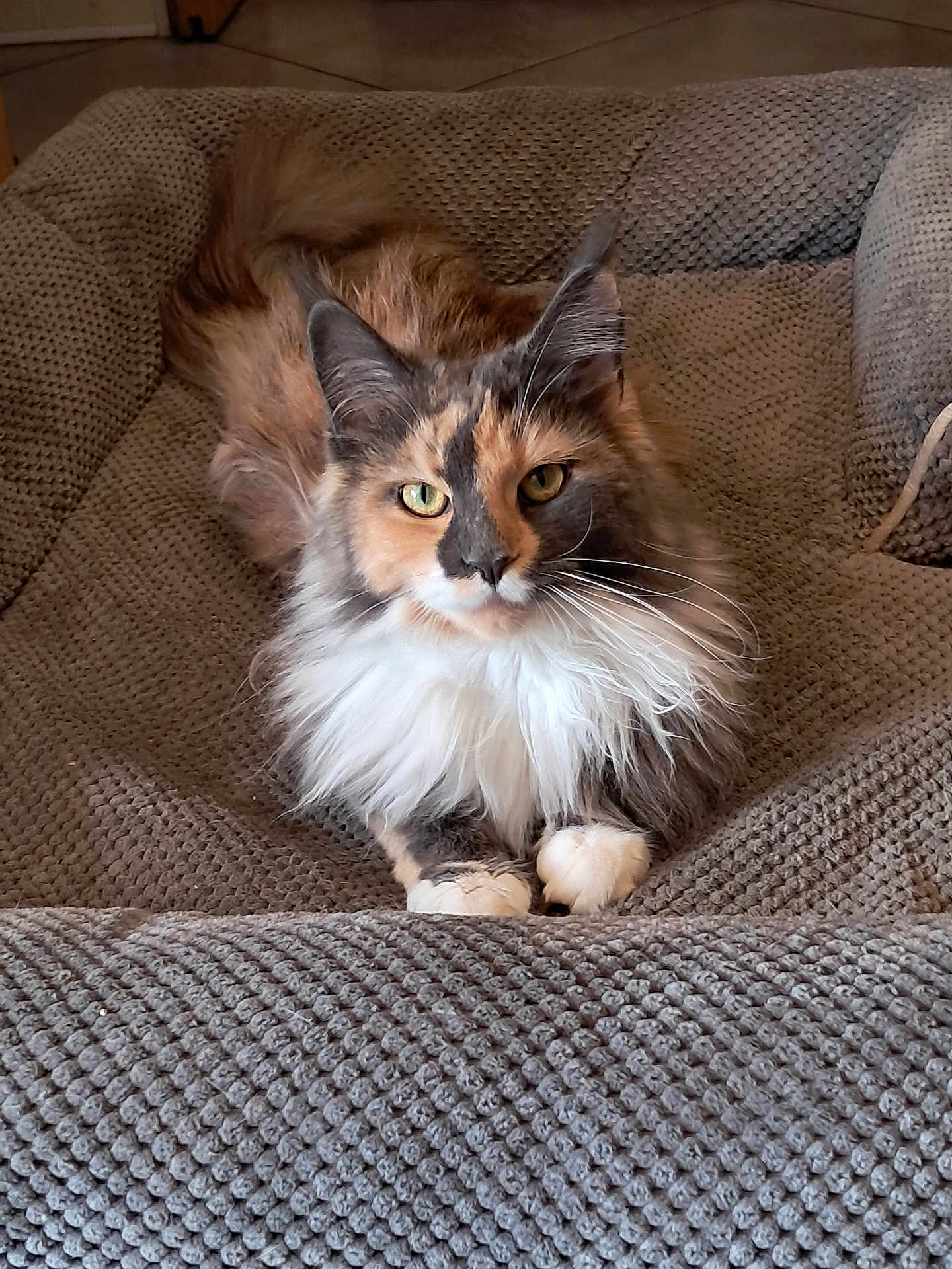 Yuna a rejoint le concours — aidez-le/la à gagner de superbes lots ! cat, fluffy, tri_color, cushion, gray, pet, feline, indoor, relaxed, animal, whiskers, ears, paws, fur, portrait, resting, looking, closeup, domestic, cute